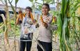 Polsek Sawah Besar Panen Jagung di Lahan Ketahanan Pangan, Hasil Dibagikan ke Warga