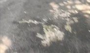 Penggunaan Anggaran Desa Sipak Kec Jasinga Jadi Sorotan. 